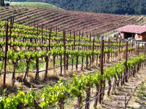 Grenache and Roussanne blocks Grenache and Roussanne blocks