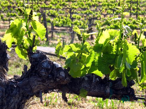 Grenache cordon Grenache cordon