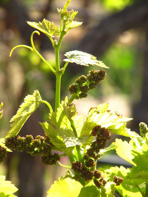 New Grenache clusters New Grenache clusters