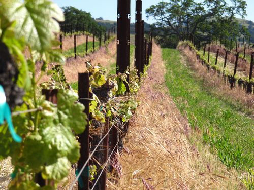 Mourvedre row Mourvedre row