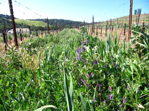 Row with wildflowers Row with wildflowers