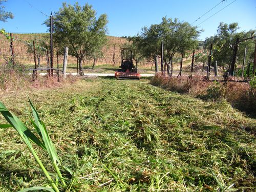 Row newly mowed Row newly mowed