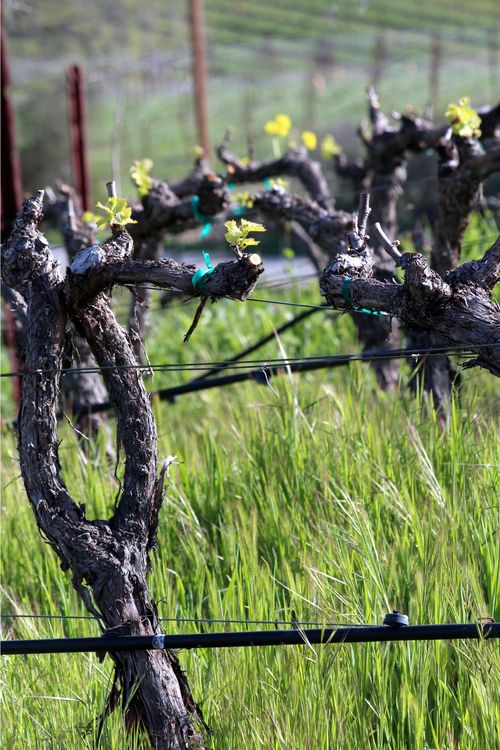 Budbreak 2015 - 2 Budbreak 2015 - 2