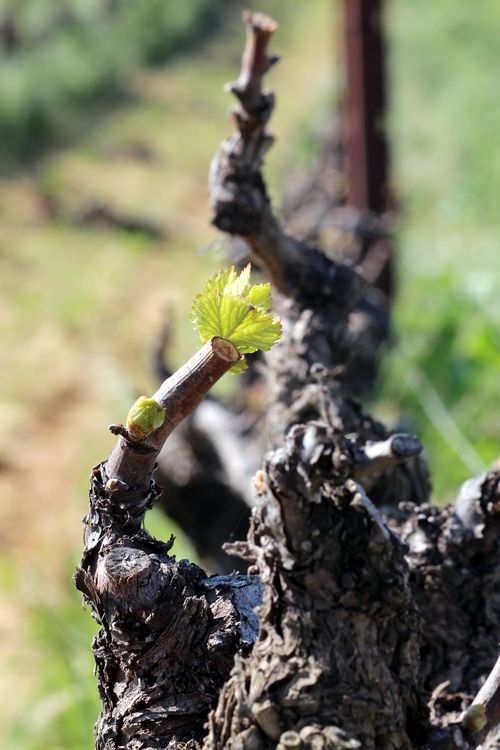 Budbreak 2015 - 1 Budbreak 2015 - 1