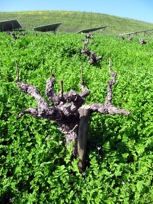 Looking up mt mourvedre Looking up mt mourvedre