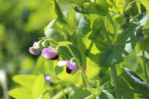 Sweet pea Sweet pea