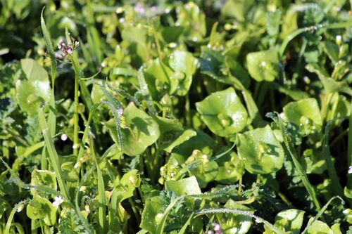 Miners lettuce Miners lettuce