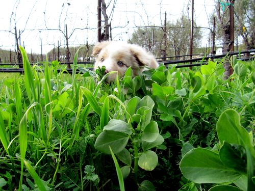 Sadie in the Cover Crop Sadie in the Cover Crop