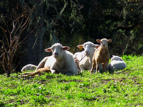 2015 Lambs 2 2015 Lambs 2