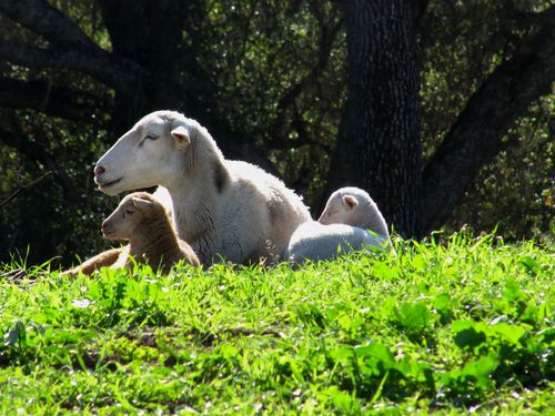 2015 Lambs 3 2015 Lambs 3
