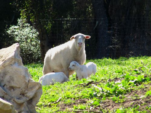 2015 Lambs 1 2015 Lambs 1