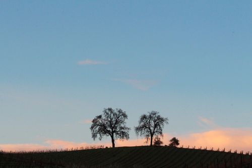 Pink and blue sky behind oaks Pink and blue sky behind oaks