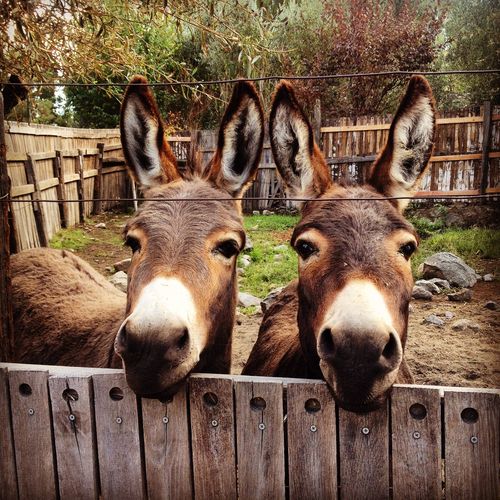 Cline donkeys Cline donkeys