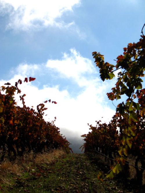 Changing seasons syrah Changing seasons syrah