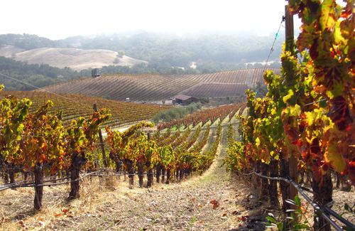 Tablas Creek Vineyard in Autumn Tablas Creek Vineyard in Autumn