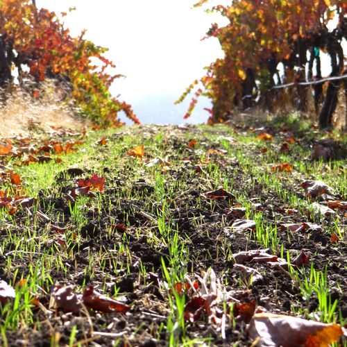 Fall colors and new cover crop 2014 Fall colors and new cover crop 2014
