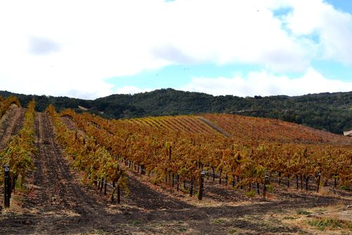 Over Roussanne Over Roussanne