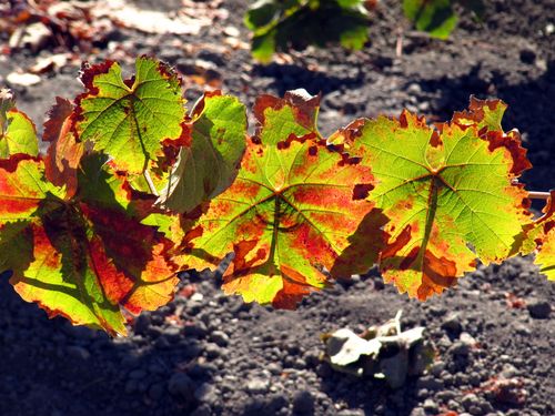 Tannat leaves Tannat leaves