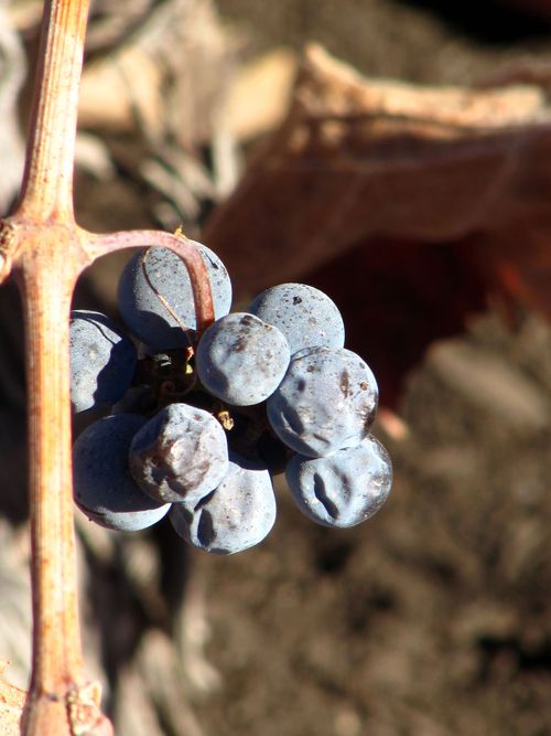 Second Tannat crop Second Tannat crop