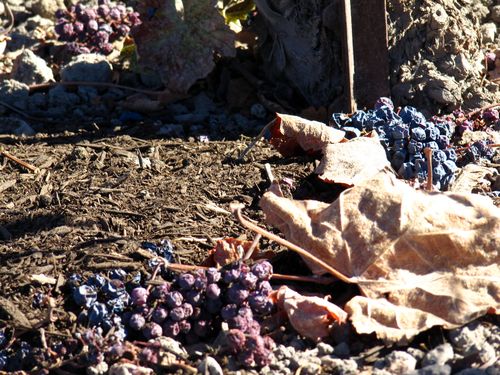 Compost & Cover Crop Compost & Cover Crop