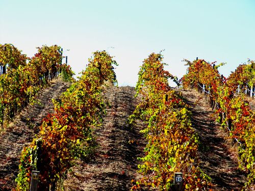 Through Syrah Through Syrah