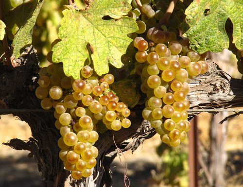 Roussanne mid-September 2 Roussanne mid-September 2