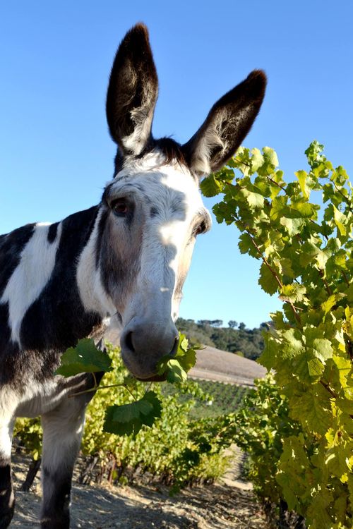 Dottie back in the vineyard Dottie back in the vineyard