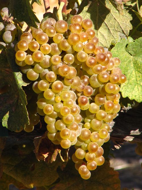 Roussanne mid-September Roussanne mid-September
