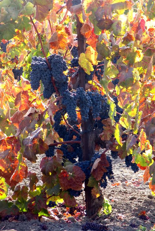 Tannat on the vine Tannat on the vine