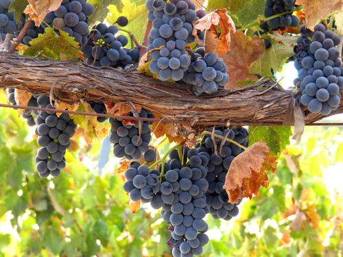 Bounty of Harvest - Syrah Bounty of Harvest - Syrah
