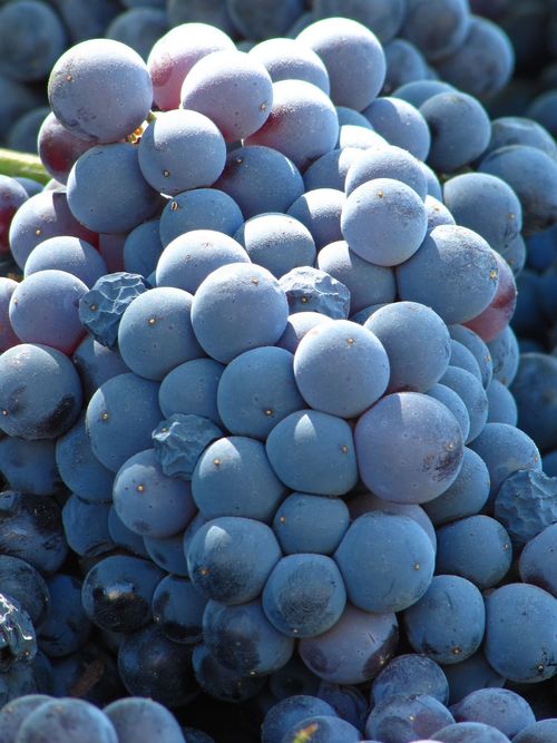 Grenache Grenache