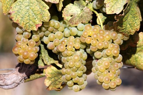 Roussanne on Vine 9-12 Roussanne on Vine 9-12