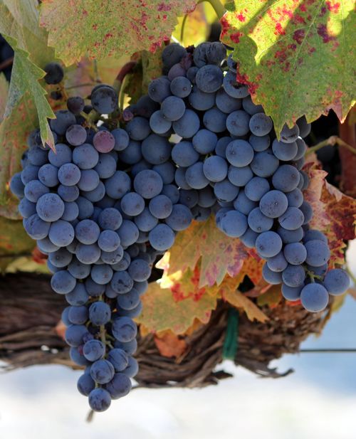 Mourvedre on Vine 9-12 Mourvedre on Vine 9-12