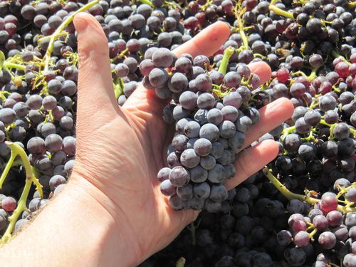 Grenache cluster in JCH hand Grenache cluster in JCH hand