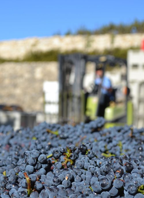 Pinot in bins Pinot in bins