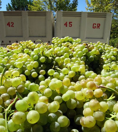 Grenache Blanc in bins Grenache Blanc in bins