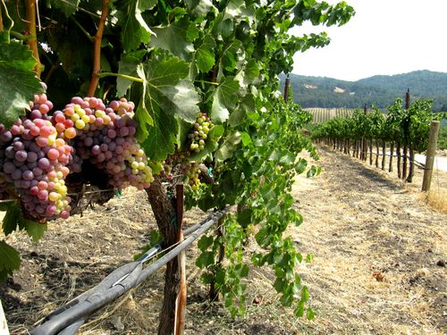 Long View with Grenache Long View with Grenache