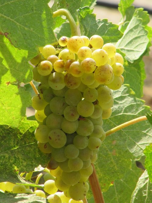 Viognier Viognier