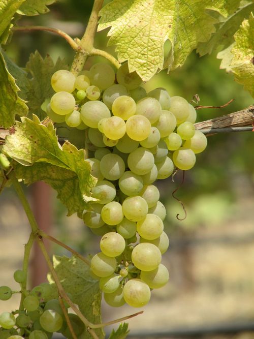 Marsanne Marsanne