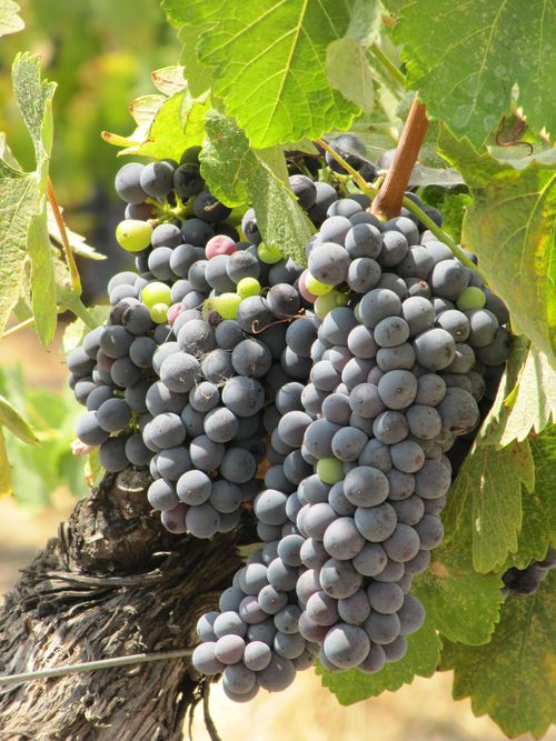 Syrah Syrah