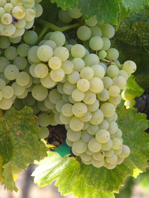 Grenache Blanc Grenache Blanc