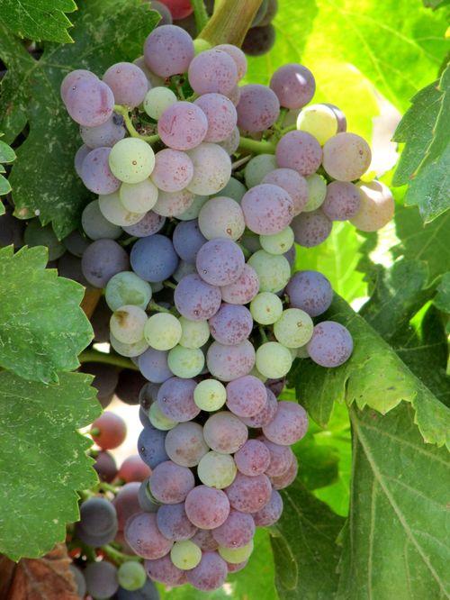 Grenache Grenache