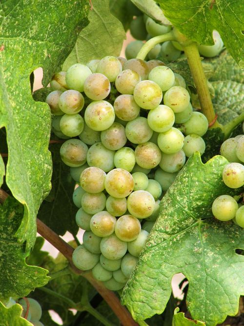 Roussanne Roussanne