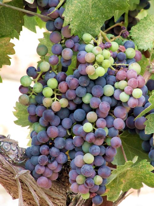 Mourvedre Mourvedre