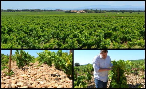 PicMonkey Collage_Vineyard2 PicMonkey Collage_Vineyard2