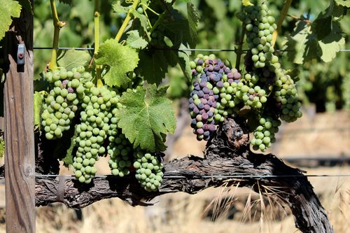 Veraison 2014 - syrah Veraison 2014 - syrah