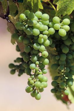Viognier Viognier