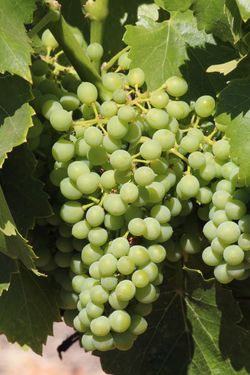 Roussanne Roussanne