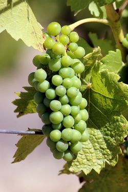 Marsanne Marsanne