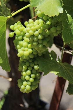 Grenache Blanc Grenache Blanc